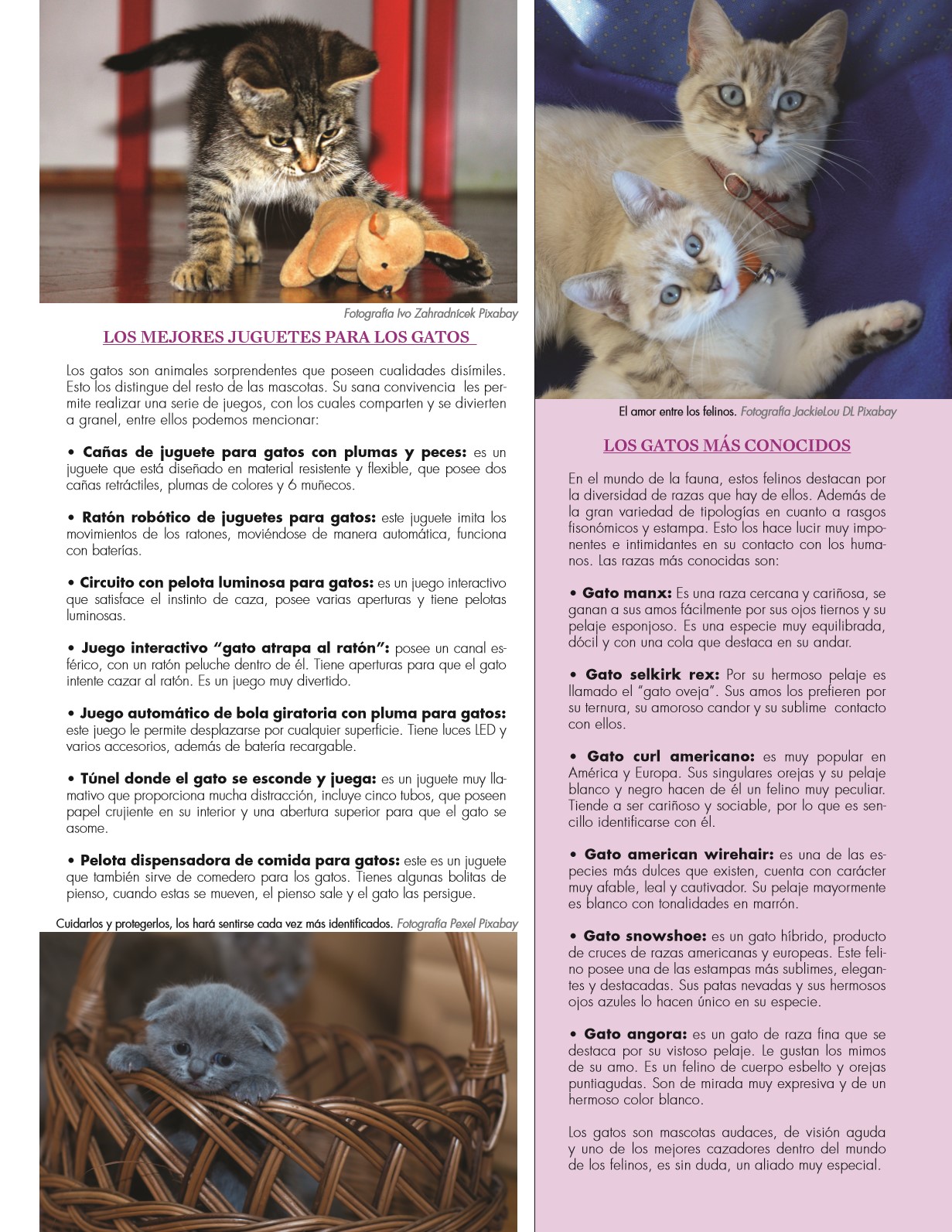 27-REV Entretenimiento-Emilia-Almeida-La-felicidad-en-una-mirada-felina-