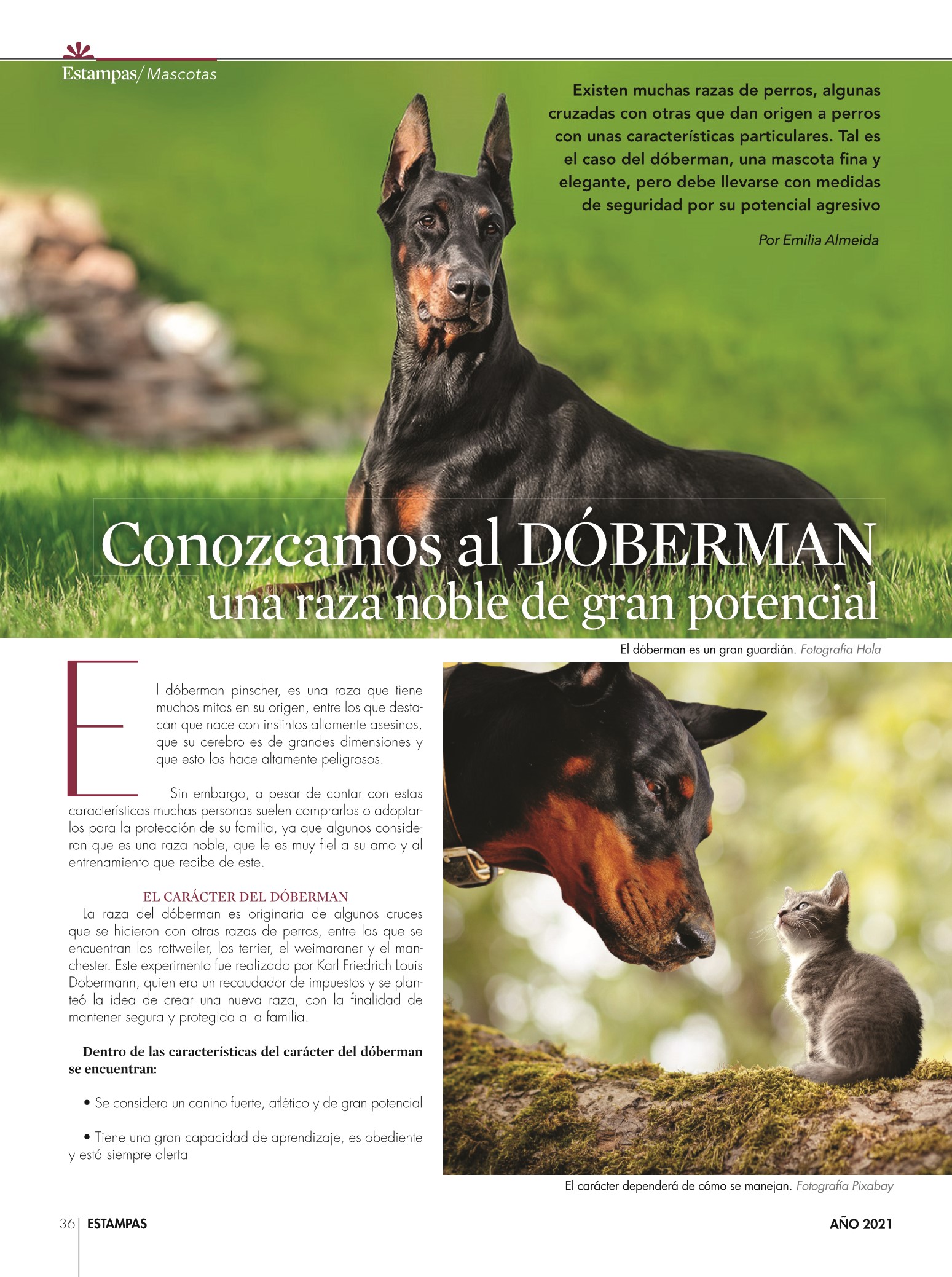 36-REV Entretenimiento Mascotas Sjandra Rendón Conozcamos dóberman una raza noble gran potencial